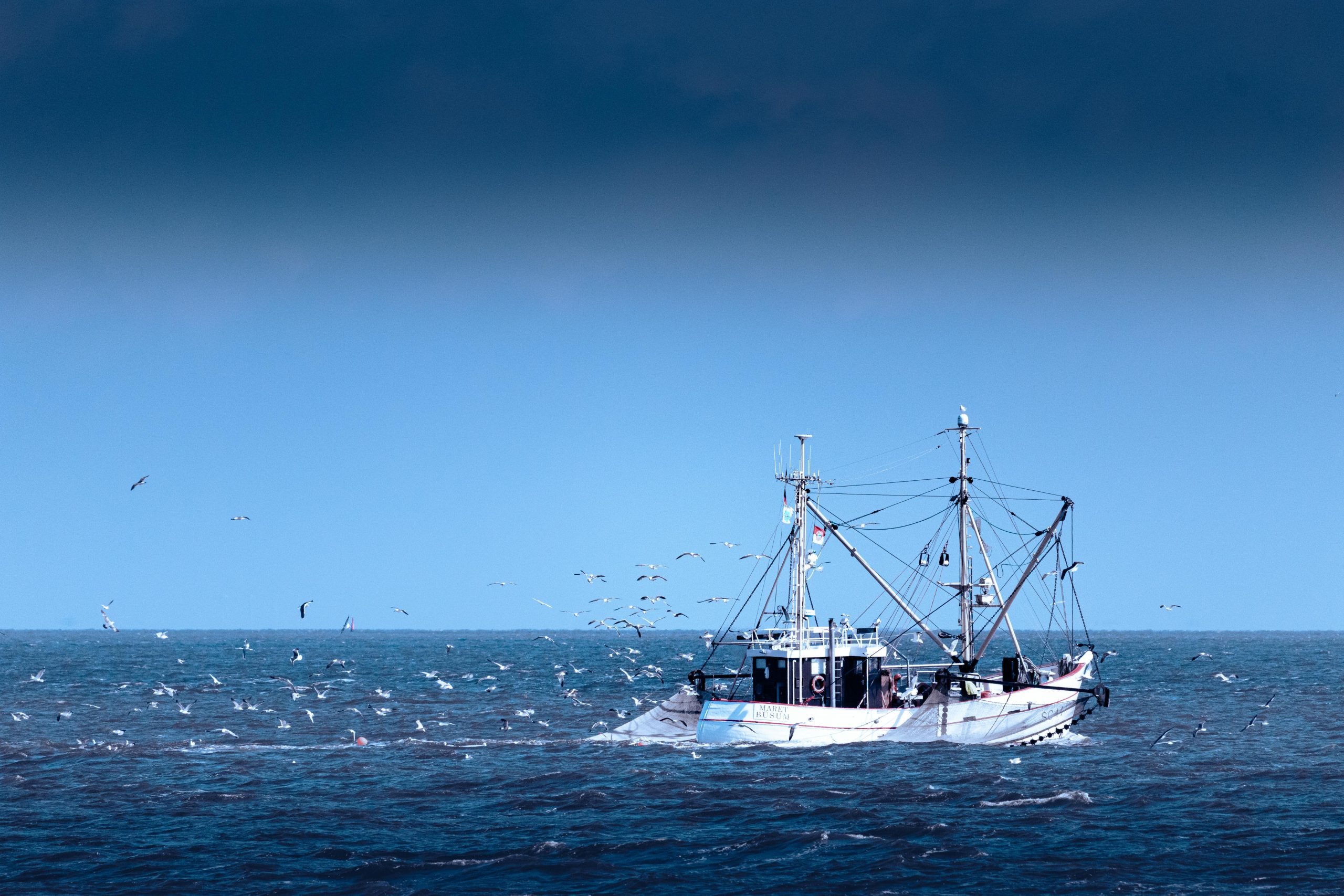 A beam trawler at sea surrounded by seabirds. Photo by Julia Barthold.